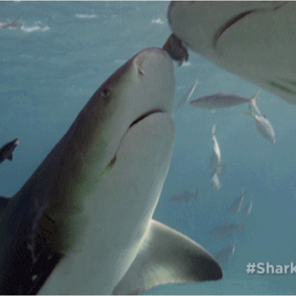 Meet your Posher, Cashmeire